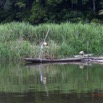 071 LOANGO Fleuve Ogooue Berge et Pirogue Traditionnelle 12E5K2IMG_76930wtmk.jpg