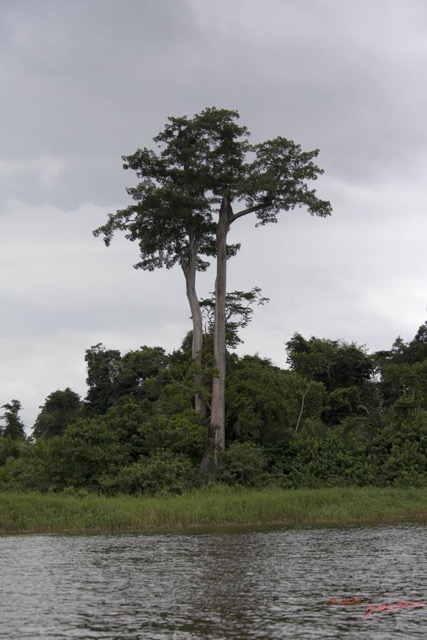 072 LOANGO Fleuve Ogooue Berge Foret et Arbre Fromager 12E5K2IMG_76935wtmk.jpg