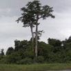 072 LOANGO Fleuve Ogooue Berge Foret et Arbre Fromager 12E5K2IMG_76935wtmk.jpg