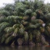 074 LOANGO Fleuve Ogooue Berge et Palmier Raphia Regalis 12E5K2IMG_76940wtmk.jpg