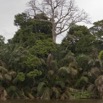 077 LOANGO Fleuve Ogooue Berge Palmier et Arbre Fromager 12E5K2IMG_76947wtmk.jpg