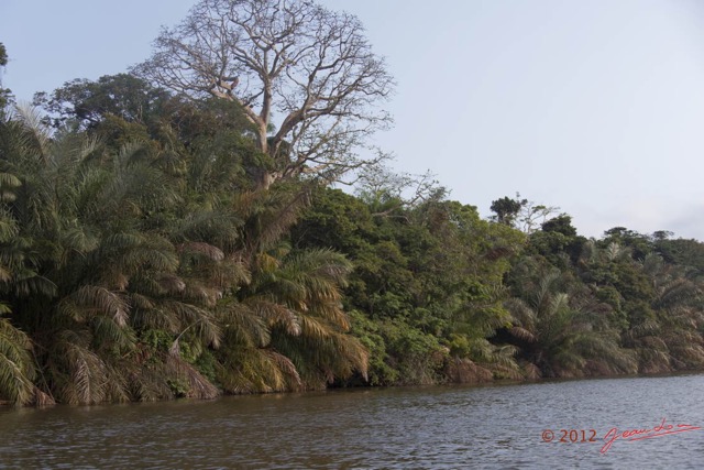 092 LOANGO Fleuve Ogooue Berge Arbre et Palmier Raphia 12E5K2IMG_79562wtmk.jpg