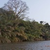 092 LOANGO Fleuve Ogooue Berge Arbre et Palmier Raphia 12E5K2IMG_79562wtmk.jpg