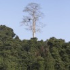 094 LOANGO Fleuve Ogooue Berge Foret et Arbre Solitaire 12E5K2IMG_79563wtmk.jpg