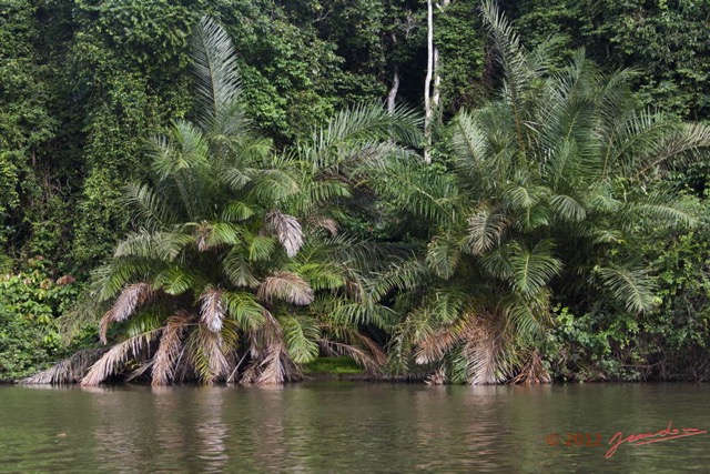 096 LOANGO Fleuve Ogooue Berge Foret et Palmier Raphia 12E5K2IMG_79566wtmk.jpg