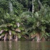 096 LOANGO Fleuve Ogooue Berge Foret et Palmier Raphia 12E5K2IMG_79566wtmk.jpg