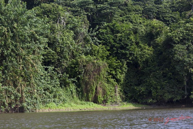 099 LOANGO Fleuve Ogooue Berge Foret et Lianes 12E5K2IMG_79573wtmk.jpg