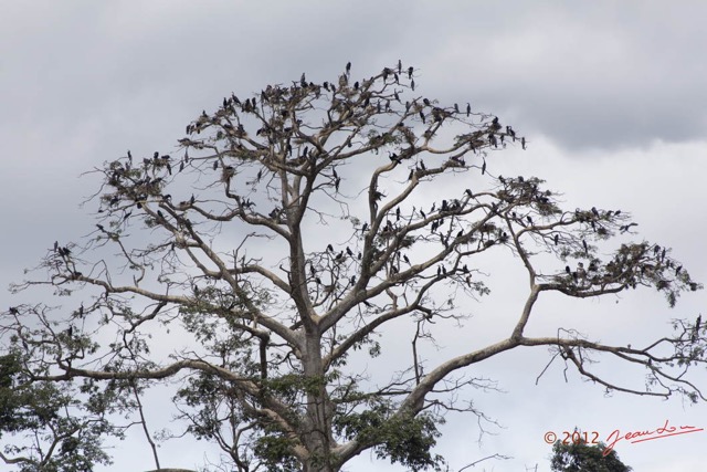 102 LOANGO Fleuve Ogooue Berge Arbre avec Colonie Oiseaux Anhinga 12E5K2IMG_79581wtmk.jpg