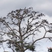 102 LOANGO Fleuve Ogooue Berge Arbre avec Colonie Oiseaux Anhinga 12E5K2IMG_79581wtmk.jpg