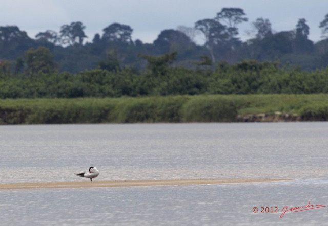 103 LOANGO Fleuve Ogooue Oiseau Sterne Royale Sterna maxima 12E5K2IMG_79582wtmk.jpg