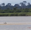 103 LOANGO Fleuve Ogooue Oiseau Sterne Royale Sterna maxima 12E5K2IMG_79582wtmk.jpg