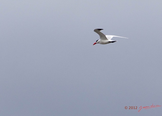 106 LOANGO Fleuve Ogooue Oiseau Sterne Royale Sterna maxima 12E5K2IMG_79588wtmk.jpg