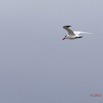106 LOANGO Fleuve Ogooue Oiseau Sterne Royale Sterna maxima 12E5K2IMG_79588wtmk.jpg