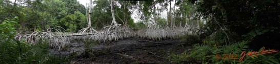 Loango-Mangrove-Pano-1awtmk-Web