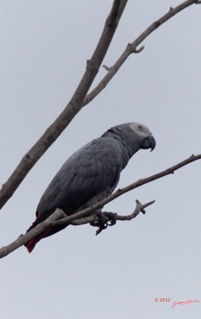 LOANGO-Nord-Oiseau-Perroquet-Jaco-Psittacus-erithacus-12E5K2IMG_77439wtmk-Web