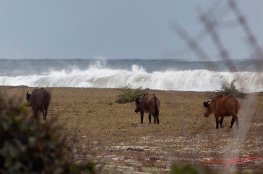 LOANGO-Nord-Trek-la-Plage-avec-Troupeau-de-Buffles-Syncerus-caffer-nanus-12E5K2IMG_77834wtmk-Web