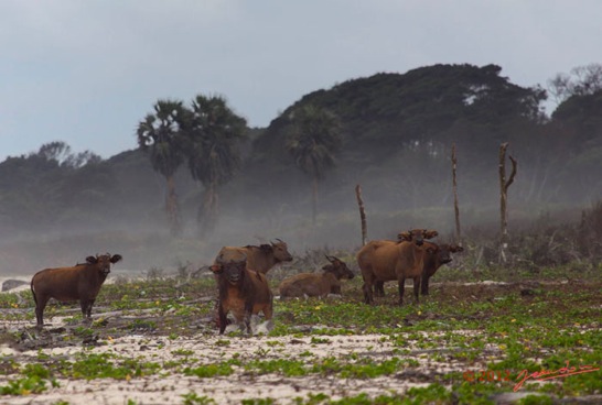 LOANGO-Nord-Trek-la-Plage-avec-Troupeau-de-Buffles-Syncerus-caffer-nanus-12E5K2IMG_77702awtmk-Web