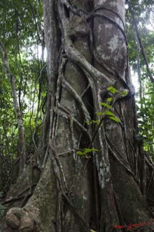Moukalaba-2-MBANI-Arbre-et-Ficus-11E5K2IMG_72303wtmk-Web