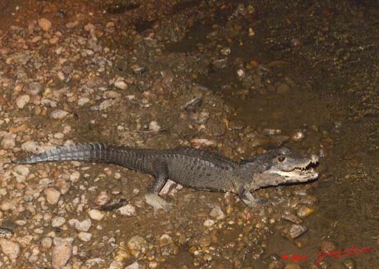 Moukalaba-2-MBANI-Crocodile-Nain-Osteolaemus-tetraspis-11E5K2IMG_72276awtmk-Web