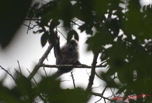 Moukalaba-2-MBANI-Singe-Lophocebus-albigena-11E5K2IMG_72323awtmk-Web