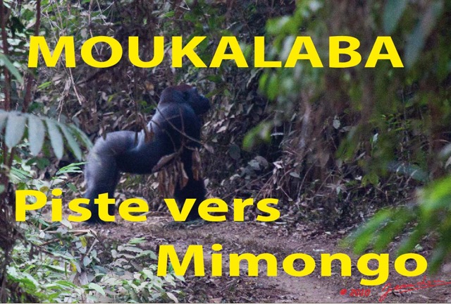 005 Titre Photos Moukalaba Piste vers Mimongo.jpg