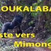 005 Titre Photos Moukalaba Piste vers Mimongo.jpg