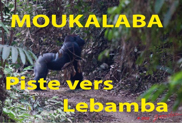 031 Titre Photos Moukalaba Piste vers Lebamba.jpg