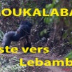 031 Titre Photos Moukalaba Piste vers Lebamba.jpg