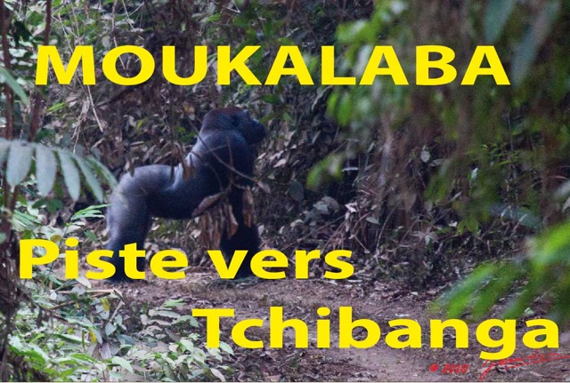 046 Titre Photos Moukalaba Piste vers Tchibanga.jpg