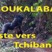 046 Titre Photos Moukalaba Piste vers Tchibanga.jpg