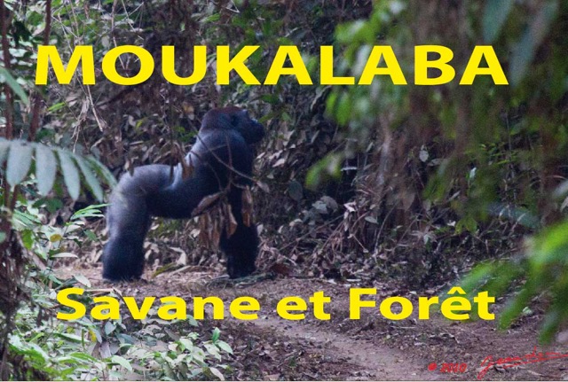 065 Titre Photos Moukalaba Savane et Foret.jpg