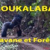 065 Titre Photos Moukalaba Savane et Foret.jpg