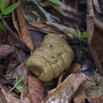 069 MOUKALABA Feces de Chimpanze 10E5K2IMG_63239wtmk.jpg