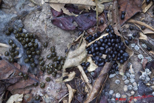 070 MOUKALABA Feces Cephalophe 10E5K2IMG_63223wtmk.jpg