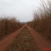 109 MOUKALABA Piste dans la Plaine vers Mourindi 10E5K2IMG_63502wtmk.jpg