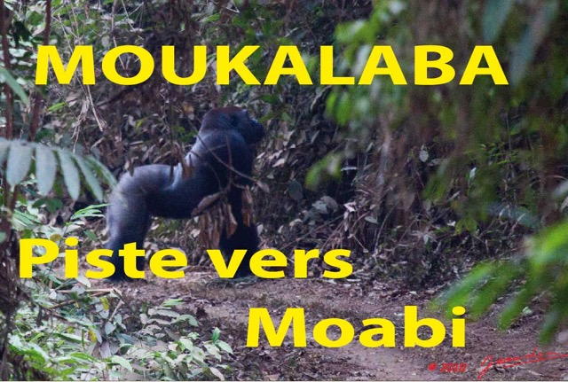112 Titre Photos Moukalaba Piste vers Moabi.jpg