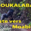112 Titre Photos Moukalaba Piste vers Moabi.jpg