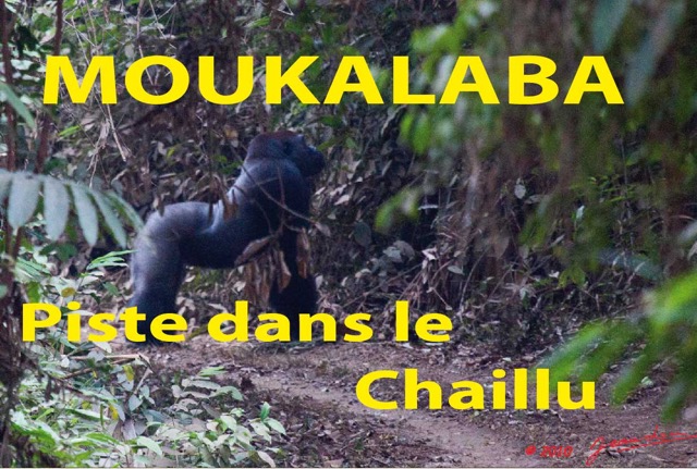 134 Titre Photos Moukalaba Piste dans le Chaillu.jpg