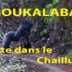 134 Titre Photos Moukalaba Piste dans le Chaillu.jpg