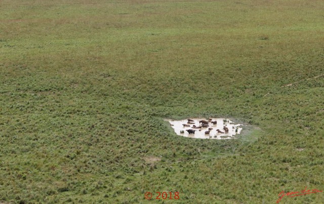 072 WONGA WONGUE 1 le Vol Foret et Savane Survol Mare avec Buffles 18E5K3IMG_180304127039_DxOwtmk.jpg