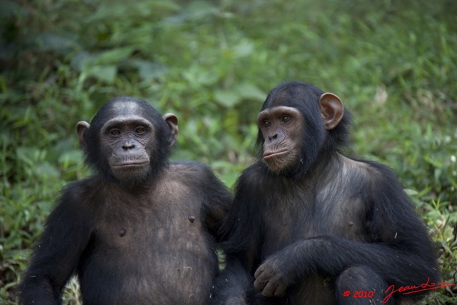 008 LEKEDI 4 Jeunes Chimpanzes 9E5MK2IMG_56133wtmk.jpg