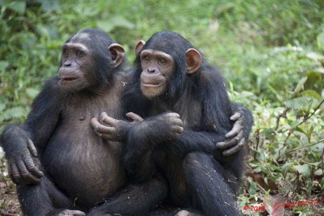009 LEKEDI 4 Jeunes Chimpanzes 9E5MK2IMG_56134wtmk.jpg
