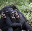 010 LEKEDI 4 Jeunes Chimpanzes 9E5MK2IMG_56136wtmk.jpg