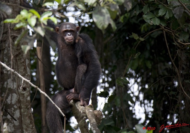 015 LEKEDI 4 Ile aux Chimpanzes 9E5MK2IMG_56153wtmk.jpg