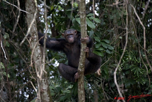 016 LEKEDI 4 Ile aux Chimpanzes 9E5MK2IMG_56157wtmk.jpg