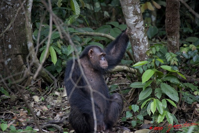 018 LEKEDI 4 Ile aux Chimpanzes 9E5MK2IMG_56176wtmk.jpg