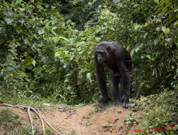 024 LEKEDI 4 Ile aux Chimpanzes 9E5MK2IMG_56210wtmk.jpg