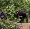 028 LEKEDI 4 Ile aux Chimpanzes 9E5MK2IMG_56223wtmk.jpg