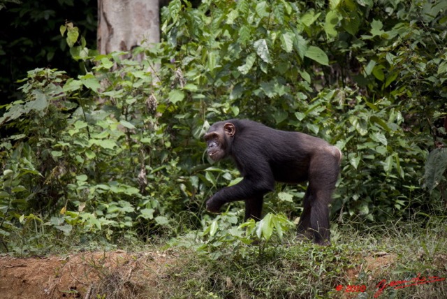 029 LEKEDI 4 Ile aux Chimpanzes 9E5MK2IMG_56232wtmk.jpg