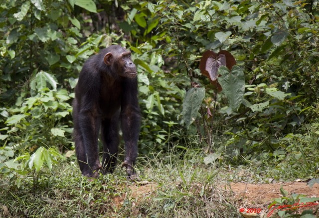 030 LEKEDI 4 Ile aux Chimpanzes 9E5MK2IMG_56238wtmk.jpg